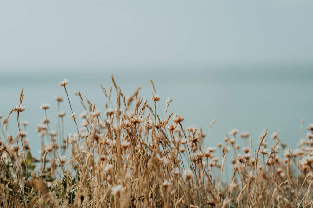 couples session on the cliffs in seaford